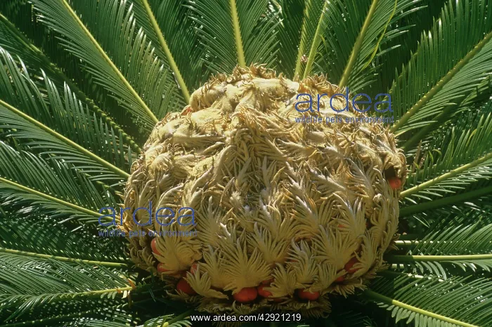 : Sago Palm - fruit : Sago Palm - fruit