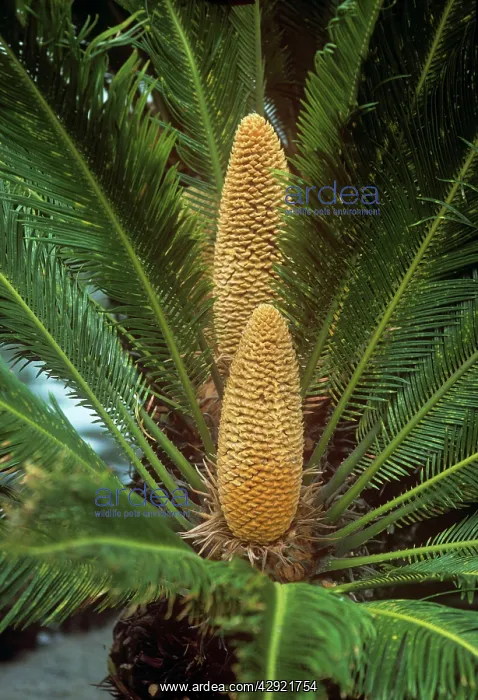 : Sago Palm - male in flower : Sago Palm - male in flower