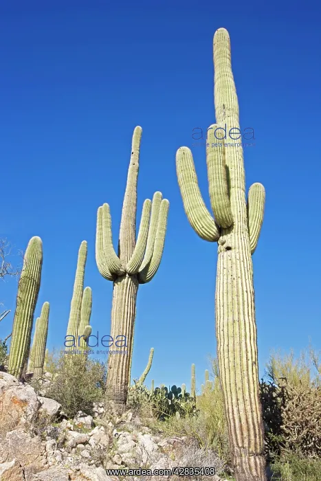 : Saguaro Cacti : Saguaro Cacti