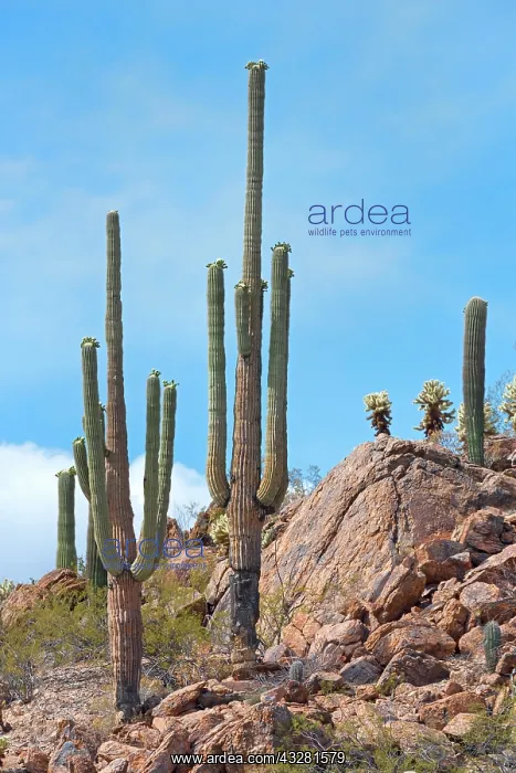 : Saguaro Cacti (Carnegiea gigantea), Saguaro National : Saguaro Cacti (Carnegiea gigantea), Saguaro National