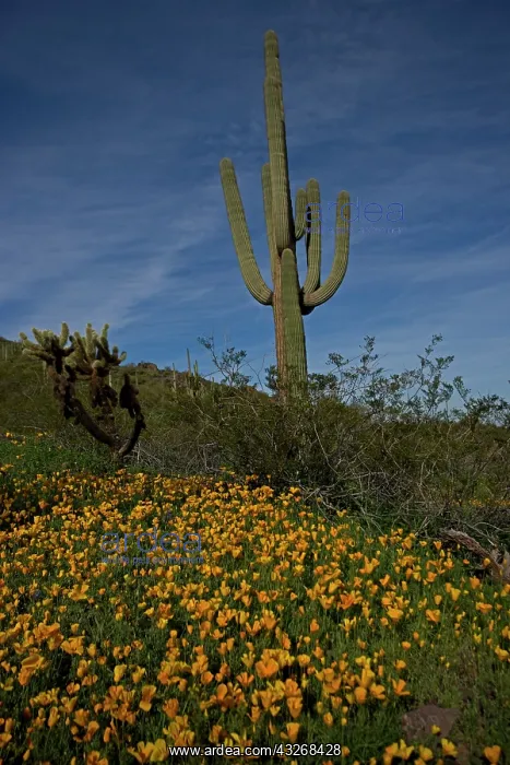 : Saguaro Cacti (Carnegiea gigantea) - Picacho Peak : Saguaro Cacti (Carnegiea gigantea) - Picacho Peak