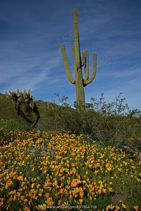 : Saguaro Cacti (Carnegiea gigantea) - Picacho Peak State Par : Saguaro Cacti (Carnegiea gigantea) - Picacho Peak State Par