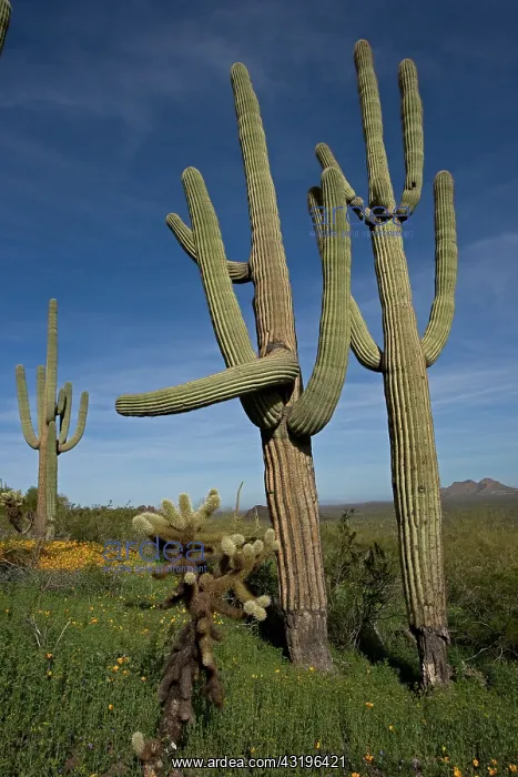 : Saguaro Cacti (Carnegiea gigantea) - Picacho Peak State Par : Saguaro Cacti (Carnegiea gigantea) - Picacho Peak State Par