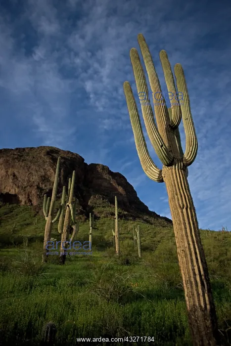 : Saguaro Cacti (Carnegiea gigantea) - Picacho Peak State Par : Saguaro Cacti (Carnegiea gigantea) - Picacho Peak State Par