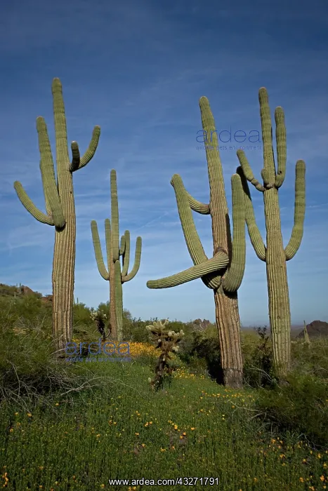: Saguaro Cacti (Carnegiea gigantea) - Picacho Peak State Par : Saguaro Cacti (Carnegiea gigantea) - Picacho Peak State Par