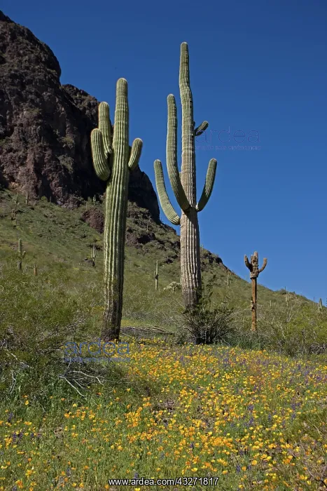 : Saguaro Cacti (Carnegiea gigantea) - Picacho Peak State Par : Saguaro Cacti (Carnegiea gigantea) - Picacho Peak State Par