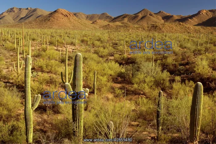: Saguaro Cacti Forest : Saguaro Cacti Forest