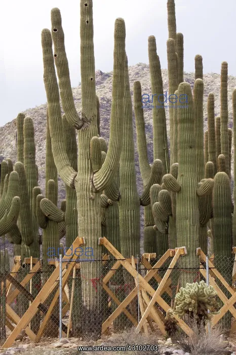 : Saguaro Cacti nursery : Saguaro Cacti nursery