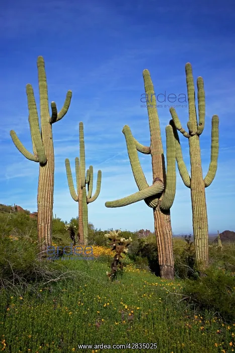 : Saguaro Cacti - Showing Mexican Gold poppies blooming : Saguaro Cacti - Showing Mexican Gold poppies blooming