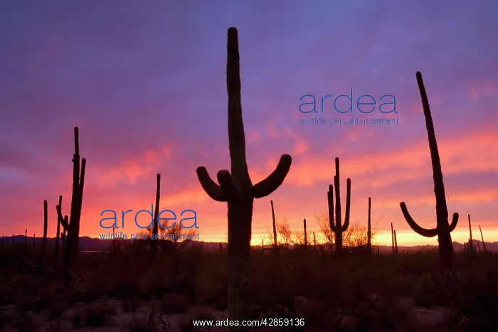 : Saguaro Cacti - at sunset : Saguaro Cacti - at sunset