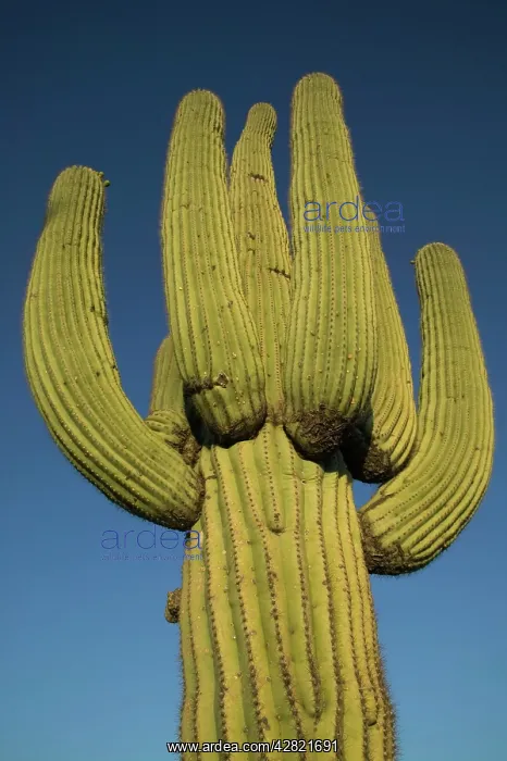 : Saguaro Cactus : Saguaro Cactus