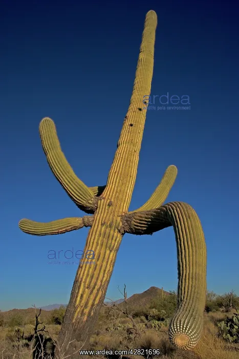 : Saguaro Cactus : Saguaro Cactus