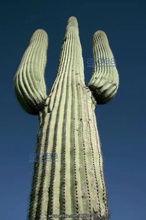 : Saguaro Cactus : Saguaro Cactus