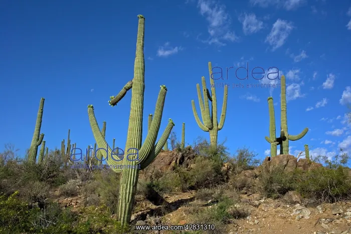 : Saguaro Cactus : Saguaro Cactus