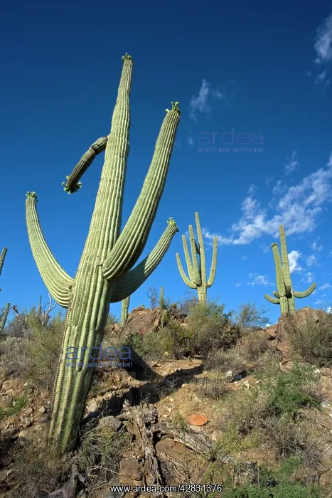 : Saguaro Cactus : Saguaro Cactus