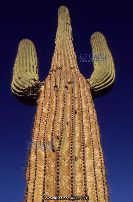 : Saguaro Cactus : Saguaro Cactus