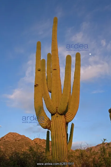 : Saguaro Cactus : Saguaro Cactus