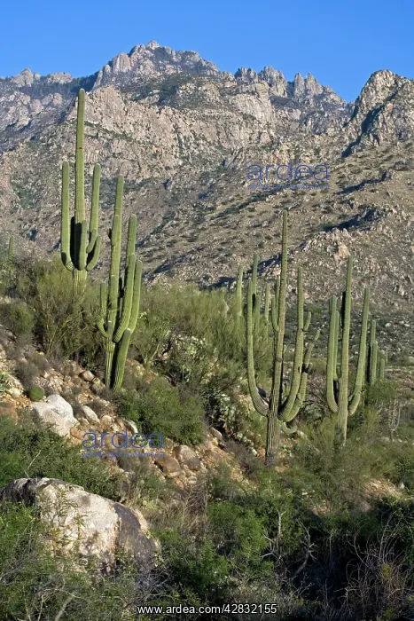 : Saguaro Cactus : Saguaro Cactus