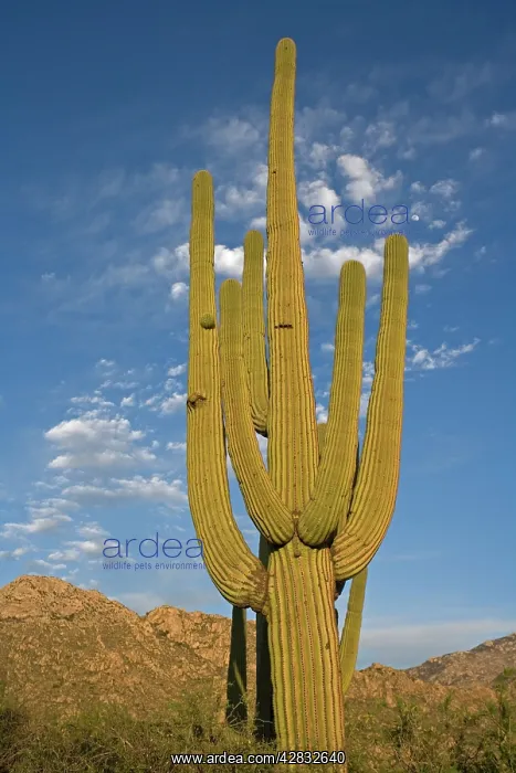 : Saguaro Cactus : Saguaro Cactus