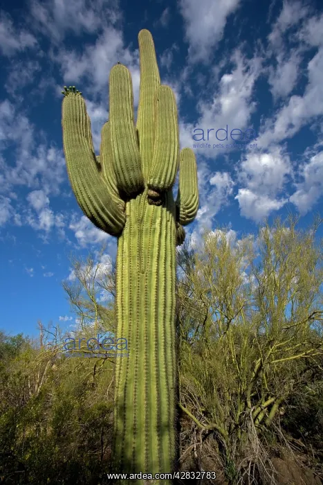 : Saguaro Cactus : Saguaro Cactus