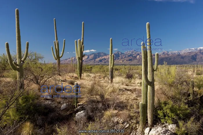: Saguaro cactus : Saguaro cactus