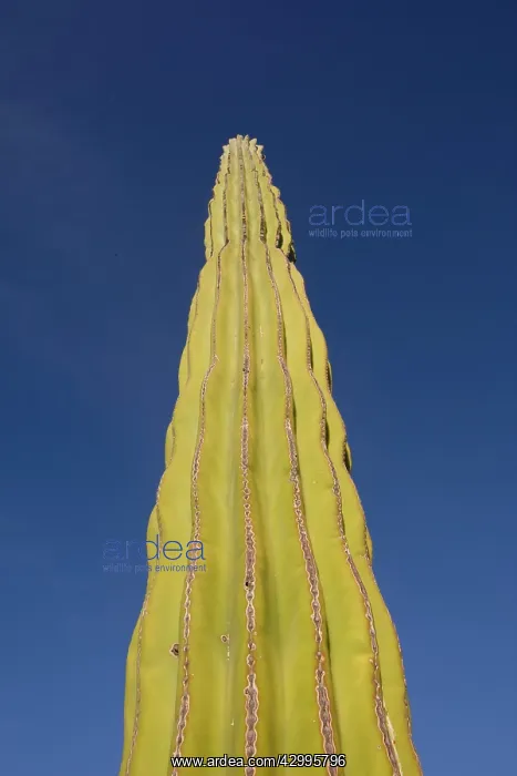 : Saguaro Cactus : Saguaro Cactus
