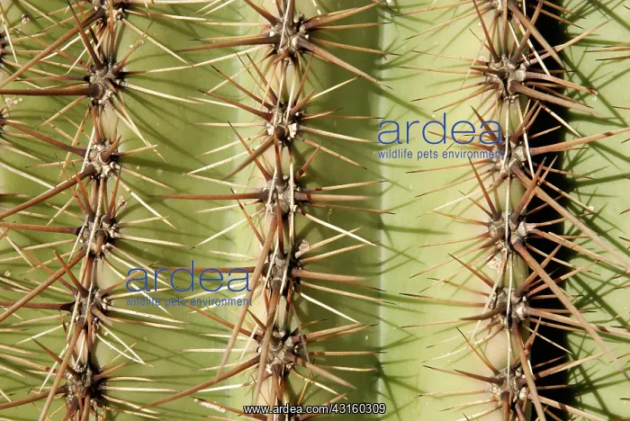 : Saguaro Cactus : Saguaro Cactus