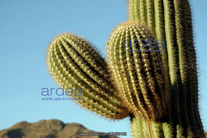 : Saguaro Cactus : Saguaro Cactus