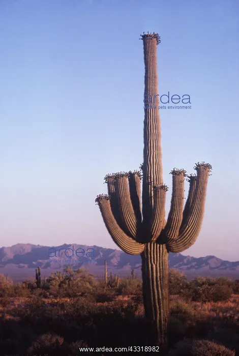: SAGUARO CACTUS : SAGUARO CACTUS