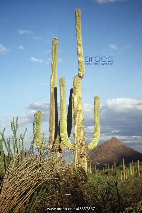 : SAGUARO CACTUS : SAGUARO CACTUS