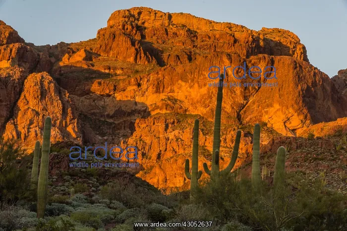: Saguaro cactus and Ajo Mountains, Organ Pipe Cactus : Saguaro cactus and Ajo Mountains, Organ Pipe Cactus
