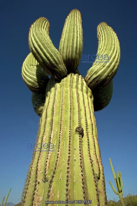: Saguaro Cactus (Carnegiea gigantea), cristate form : Saguaro Cactus (Carnegiea gigantea), cristate form