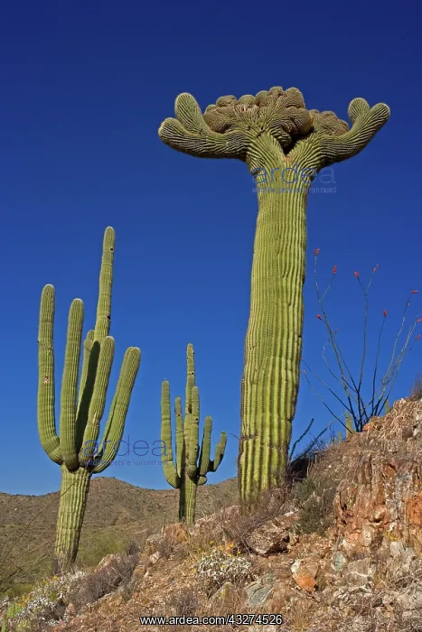 : Saguaro Cactus (Carnegiea gigantea) - Cristate Form - Sonora : Saguaro Cactus (Carnegiea gigantea) - Cristate Form - Sonora