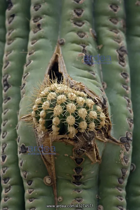 : Saguaro Cactus (Carnegiea gigantea) - New arm erupting - So : Saguaro Cactus (Carnegiea gigantea) - New arm erupting - So