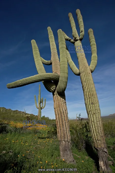 : Saguaro Cactus (Carnegiea gigantea) - Sonoran Desert : Saguaro Cactus (Carnegiea gigantea) - Sonoran Desert