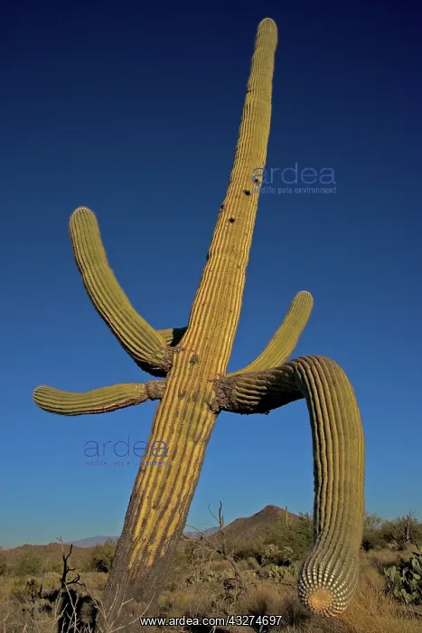 : Saguaro Cactus (Carnegiea gigantea) - Sonoran Desert Arizona : Saguaro Cactus (Carnegiea gigantea) - Sonoran Desert Arizona