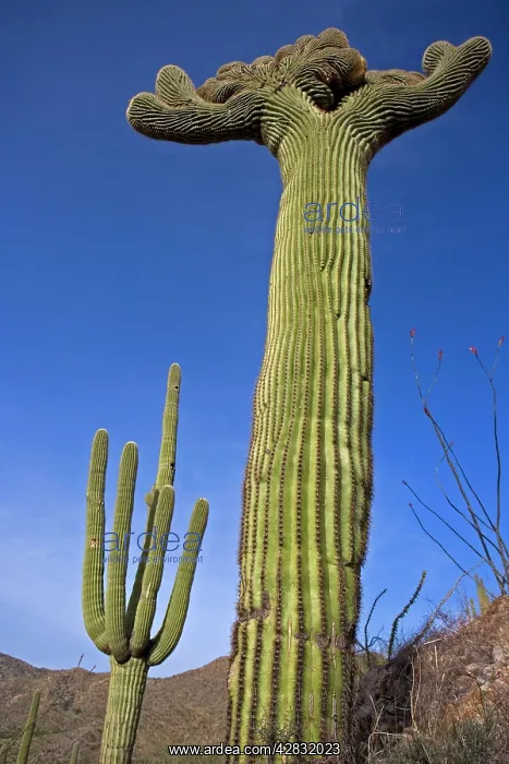  : Saguaro Cactus - cristate form