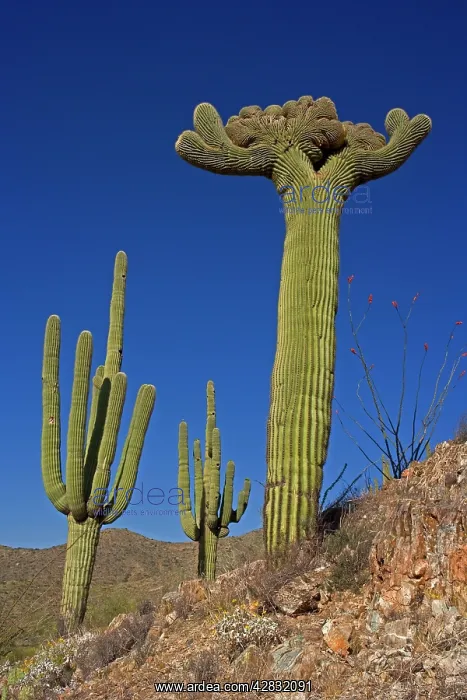 : Saguaro Cactus - cristate form : Saguaro Cactus - cristate form