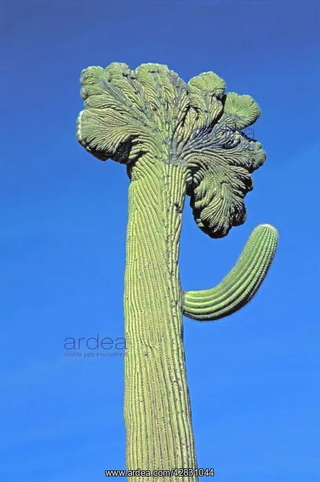 : Saguaro Cactus - Cristate Form which may be a genetic : Saguaro Cactus - Cristate Form which may be a genetic