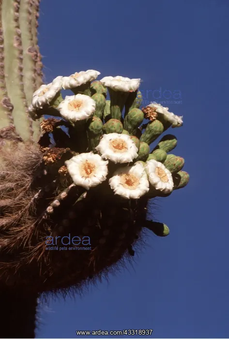 : SAGUARO CACTUS - in flower : SAGUARO CACTUS - in flower