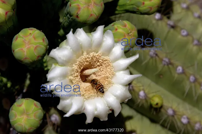 : Saguaro Cactus flower and honey bee : Saguaro Cactus flower and honey bee