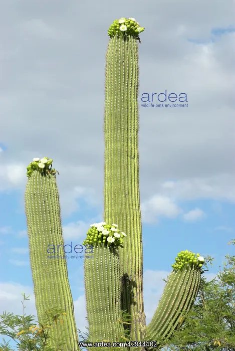 : Saguaro Cactus - With flowers : Saguaro Cactus - With flowers