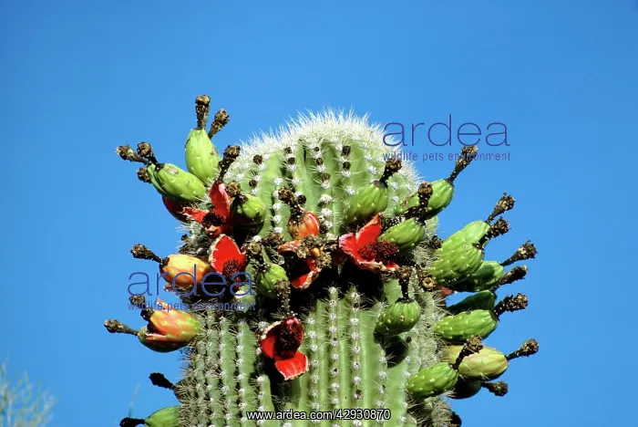  : Saguaro Cactus - in fruit