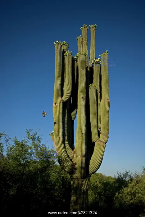 : Saguaro Cactus - with Gila woodpecker (Melanerpes : Saguaro Cactus - with Gila woodpecker (Melanerpes