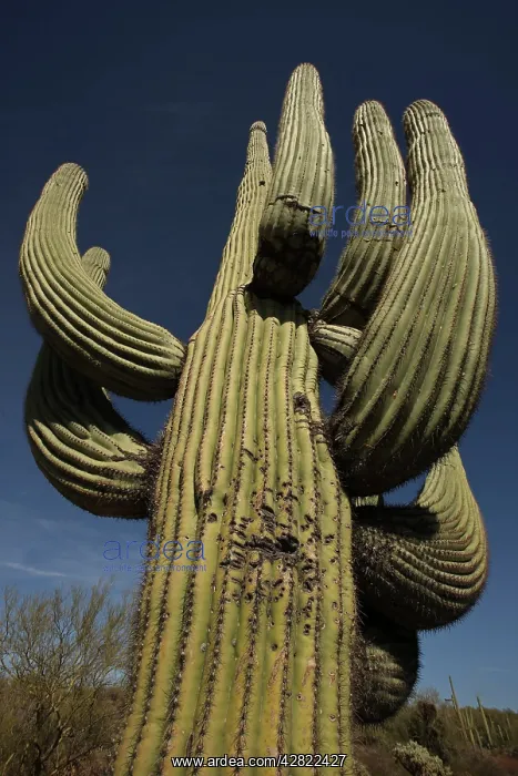 : Saguaro Cactus - with illegal shotgun holes : Saguaro Cactus - with illegal shotgun holes