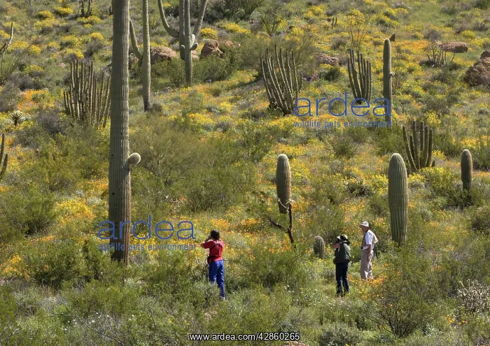 : Saguaro Cactus - with Organ Pipe Cactus (Stenocereus : Saguaro Cactus - with Organ Pipe Cactus (Stenocereus