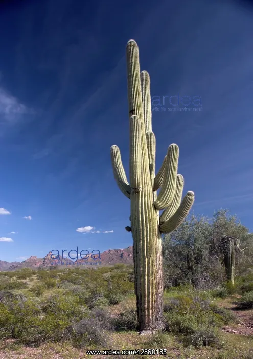 : Saguaro Cactus - Organ Pipes National Monument : Saguaro Cactus - Organ Pipes National Monument
