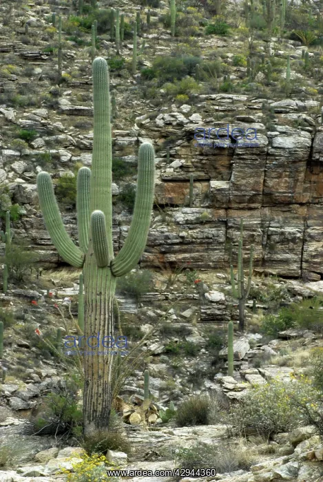 : Saguaro cactus - Against rocky background : Saguaro cactus - Against rocky background