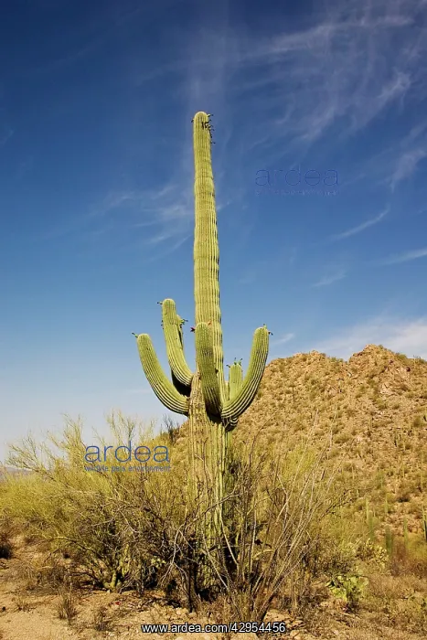 : Saguaro Cactus - in Saguaro National Park : Saguaro Cactus - in Saguaro National Park