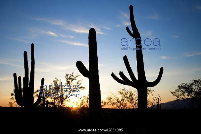 : Saguaro Cactus - silhouette at sunset : Saguaro Cactus - silhouette at sunset